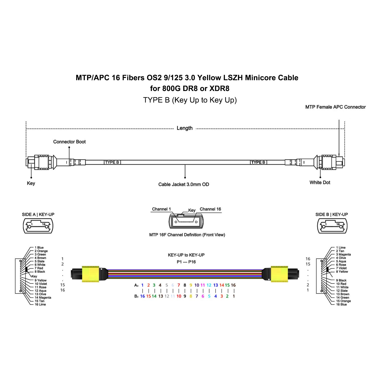 MPO/MTP-16 APC Female to MPO/MTP-16 APC Female Singlemode OS2 Fiber Optic Trunk Cable